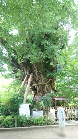 樹齢1000年の大木